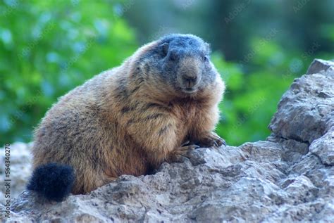 pian de schiavaneis marmotte